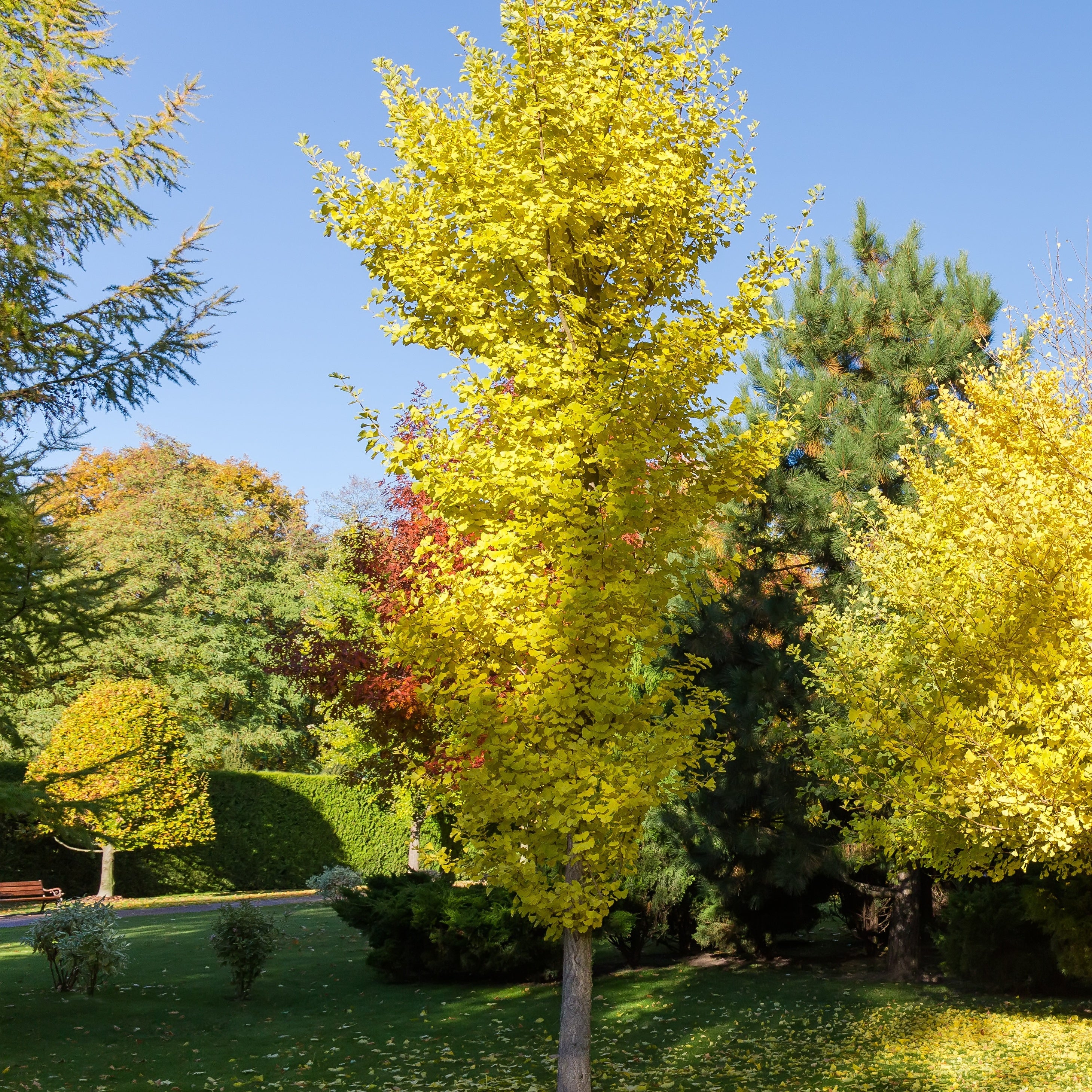 Bakker Ginkgo biloba Blagon pot 1,3L 20-30cm