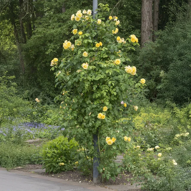 Bakker Rosier Golden Gate Korgolgat grimpant racine nue