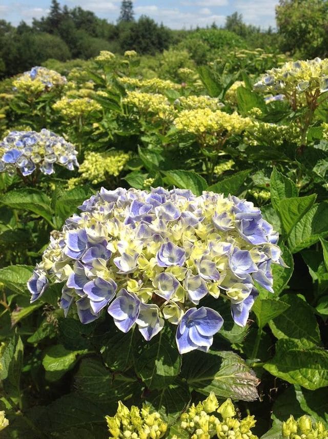 Les Hortensias du Haut Bois Lady Nobuko hortensia macrophylla godet