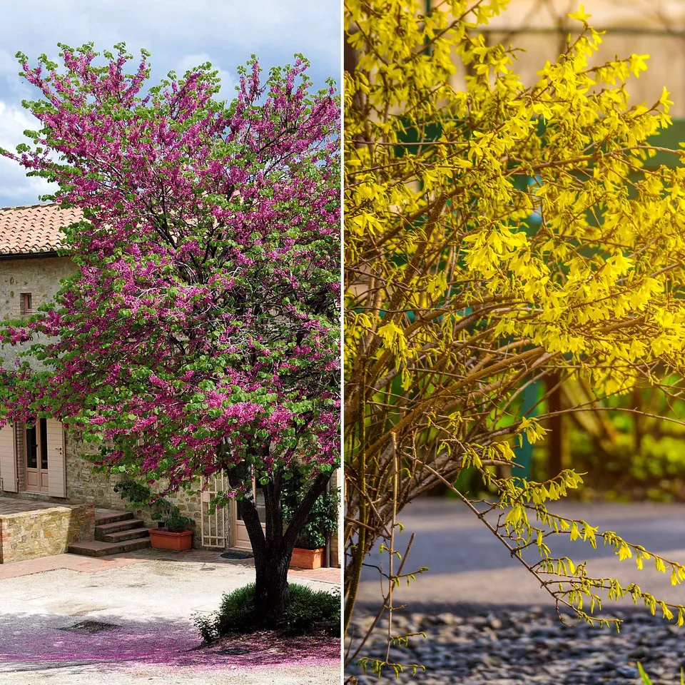 Bakker Forsythia Arbre de Judée collection 2 arbustes pots 9cm