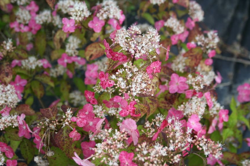 Les Hortensias du Haut Bois Toujours rose hortensia fleurs rondes