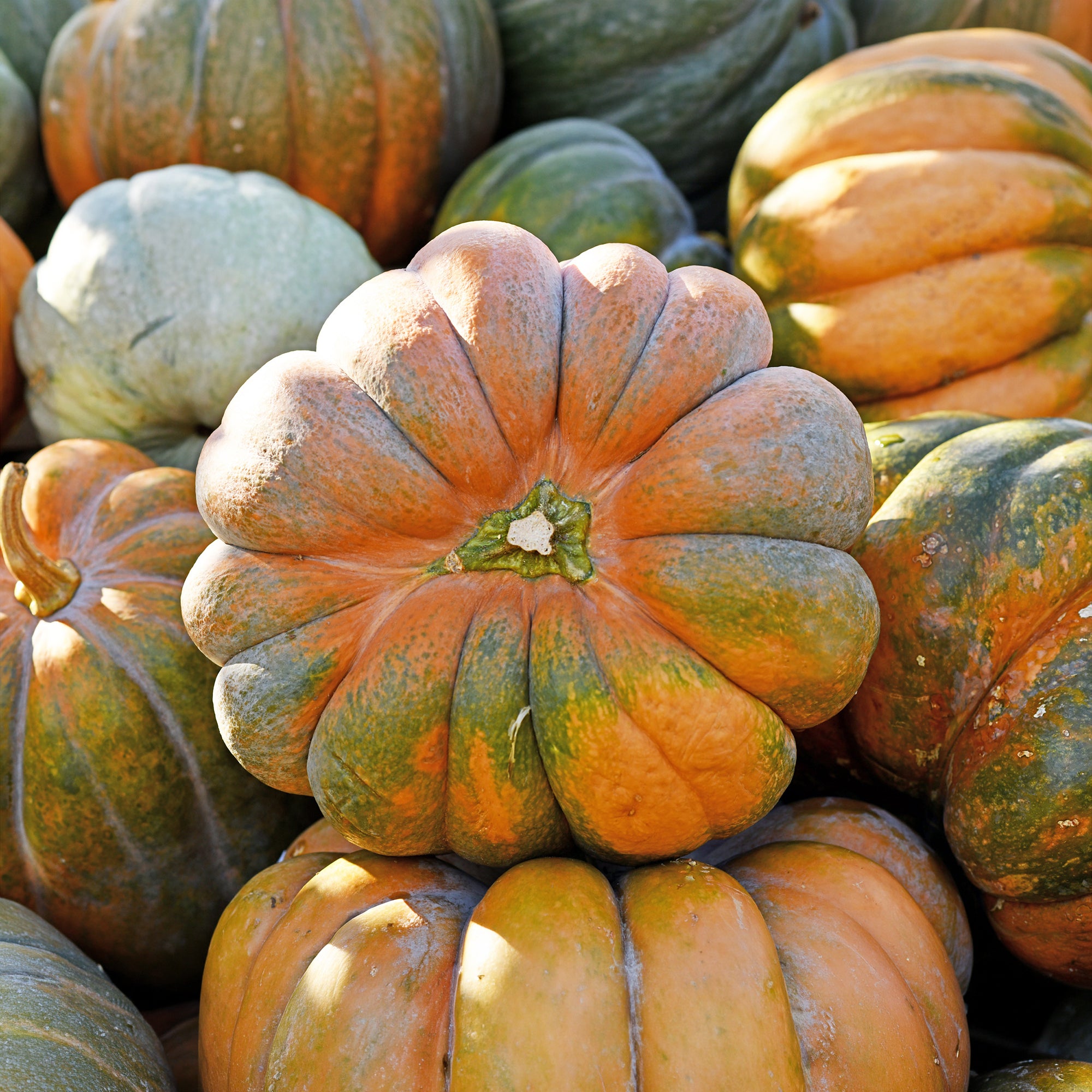 Bakker Courge Musquée de Provence Bio graines 10 graines