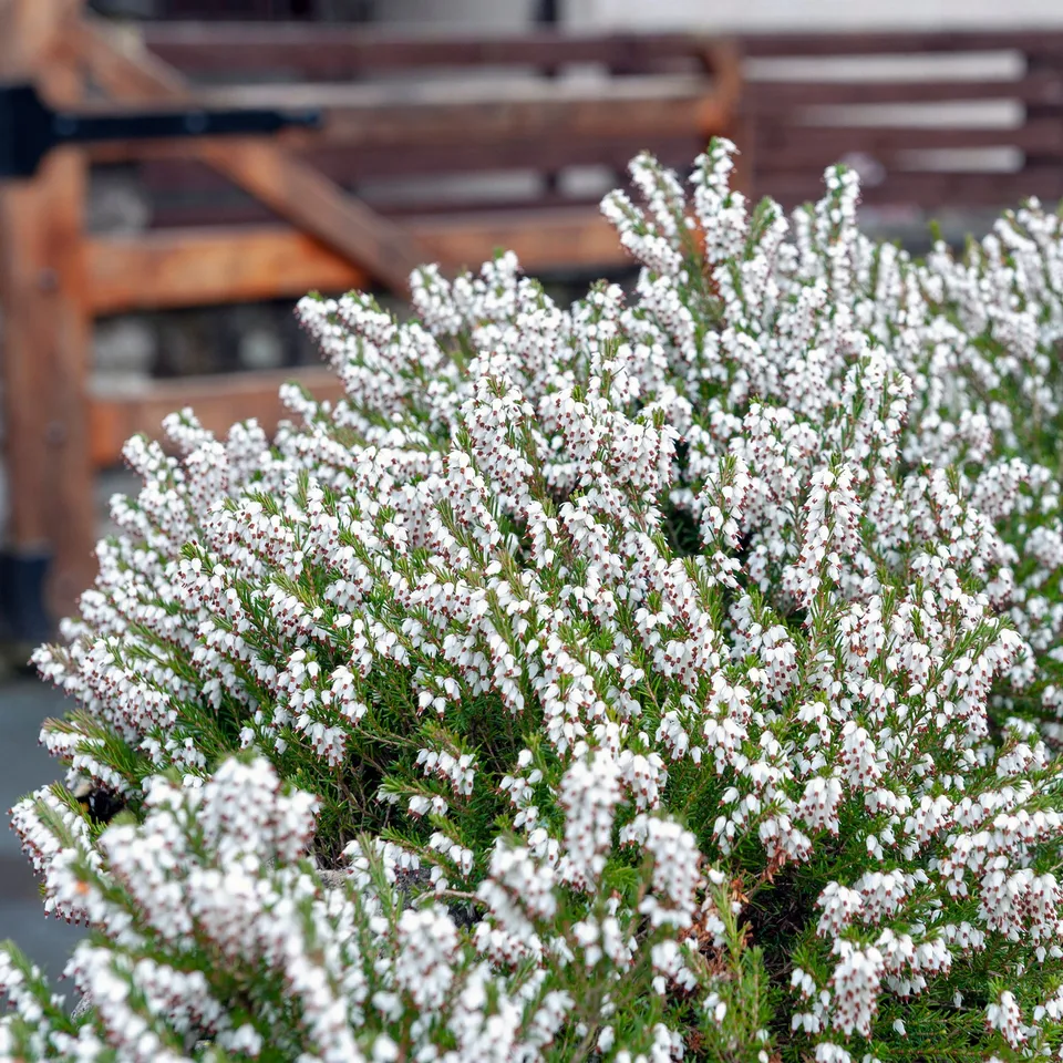 Bakker 3 Bruyères d'hiver blanches vivace Erica lot 3 pots 8cm
