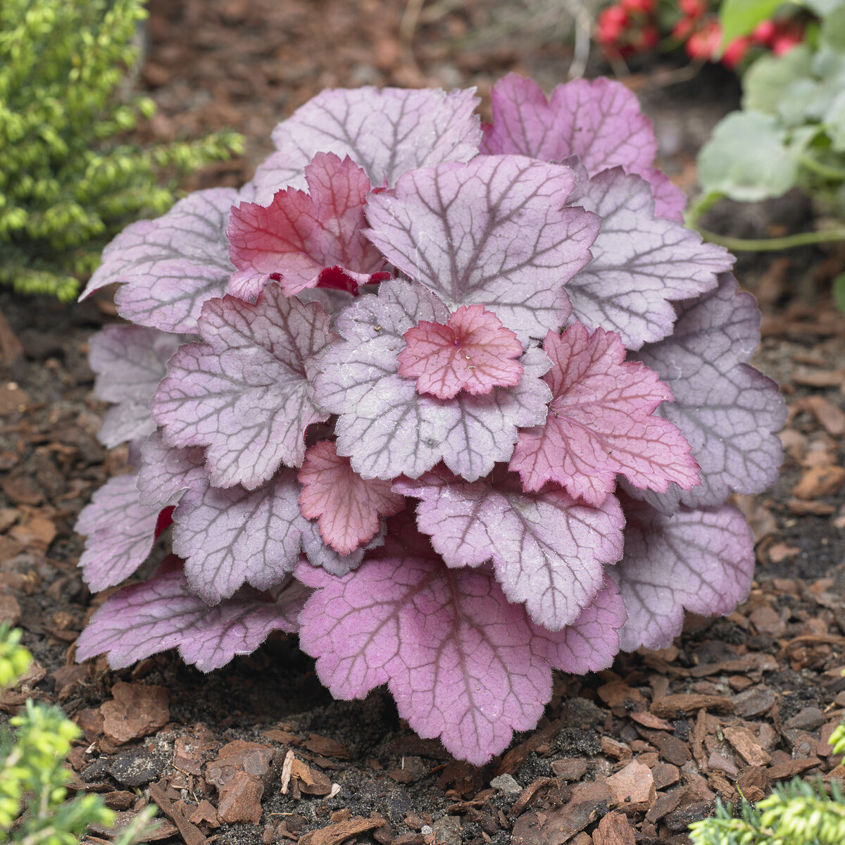 Bakker Heuchère Georgia Plum vivace pot 9cm prune