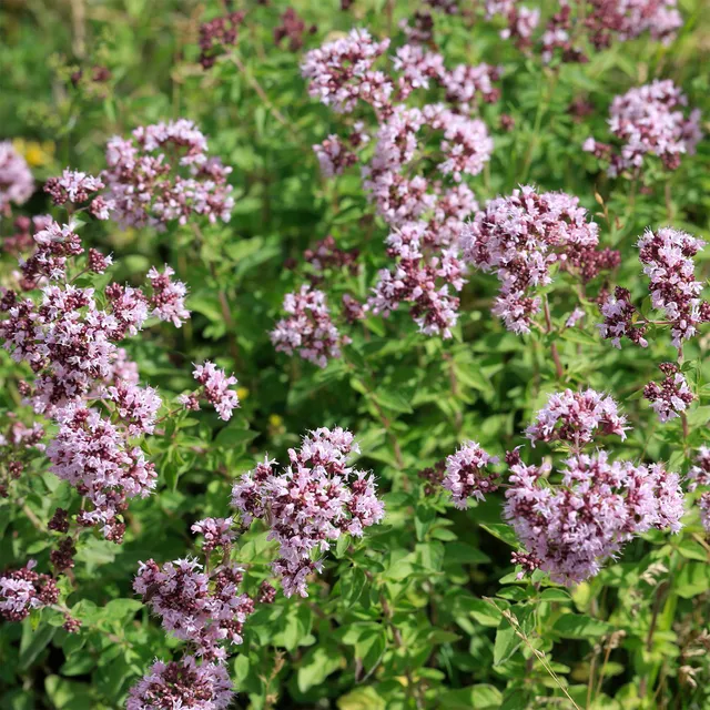 Bakker Origan commun aromatique vivace pot 9cm violet