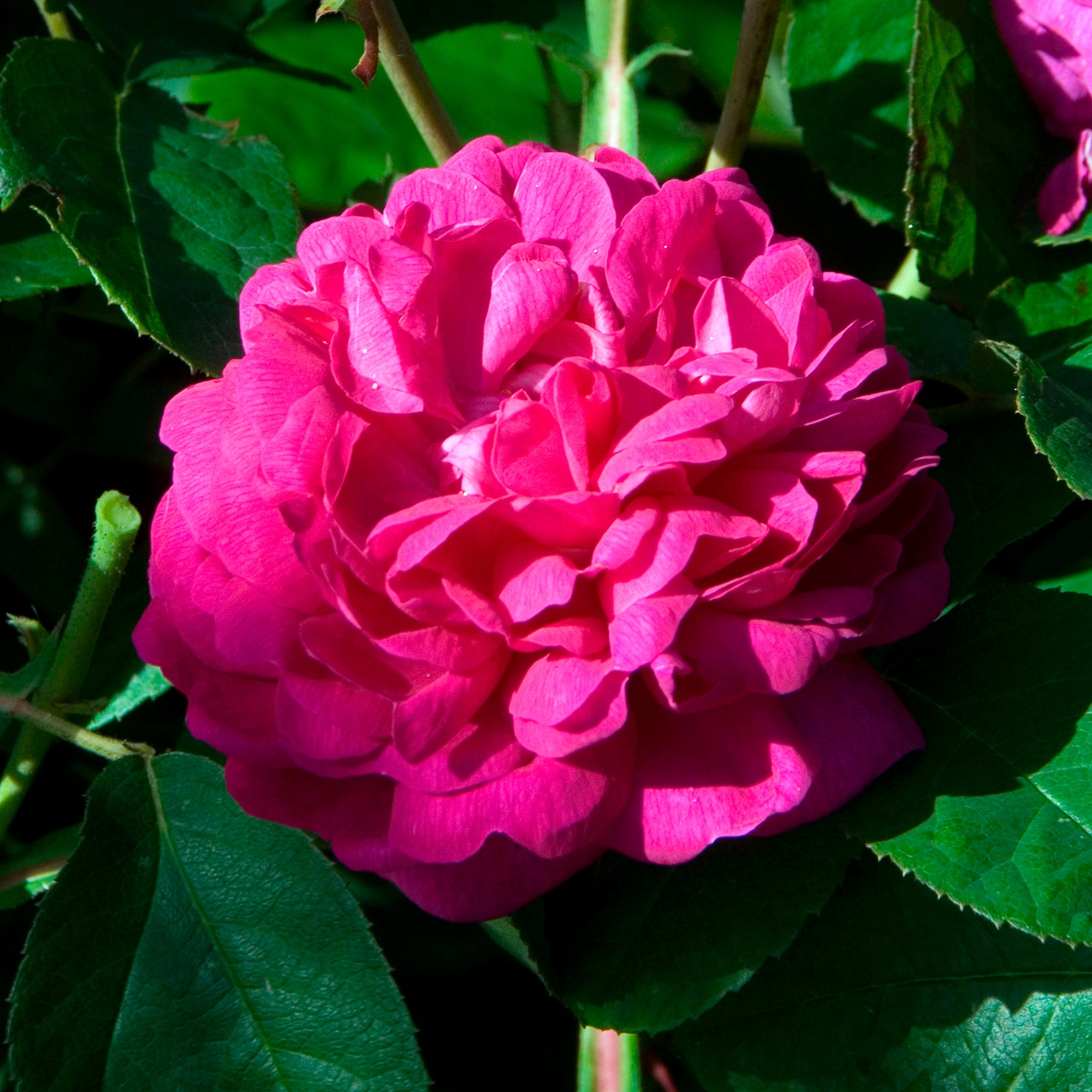 Bakker Rose de Rescht rosier ancien parfumé pot 4L rose fuchsia