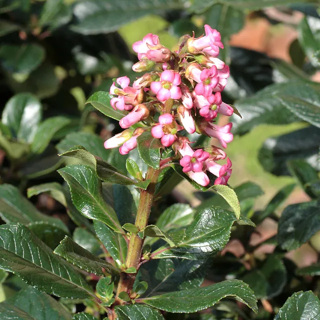 Bakker Escallonia rubra macrantha arbuste pot 1,3L haie