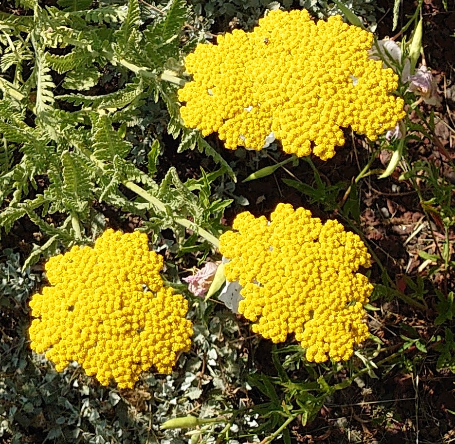 Passion Vivaces Achillea filipendulina Coronation Gold plante vivace jaune