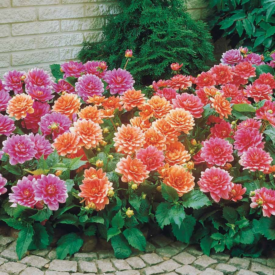 Bakker Bulbes à fleurs Dahlia nain décoratif mélange bulbes sachet 5