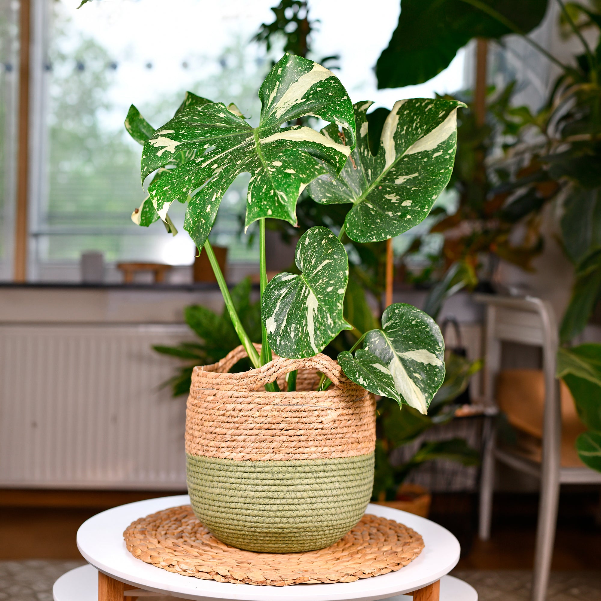 Bakker Thai Constellation monstera intérieur pot 12cm panaché