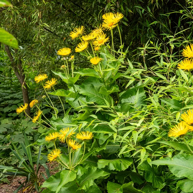 Bakker Plantes vivaces Aunée magnifique plante pot 8cm jaune