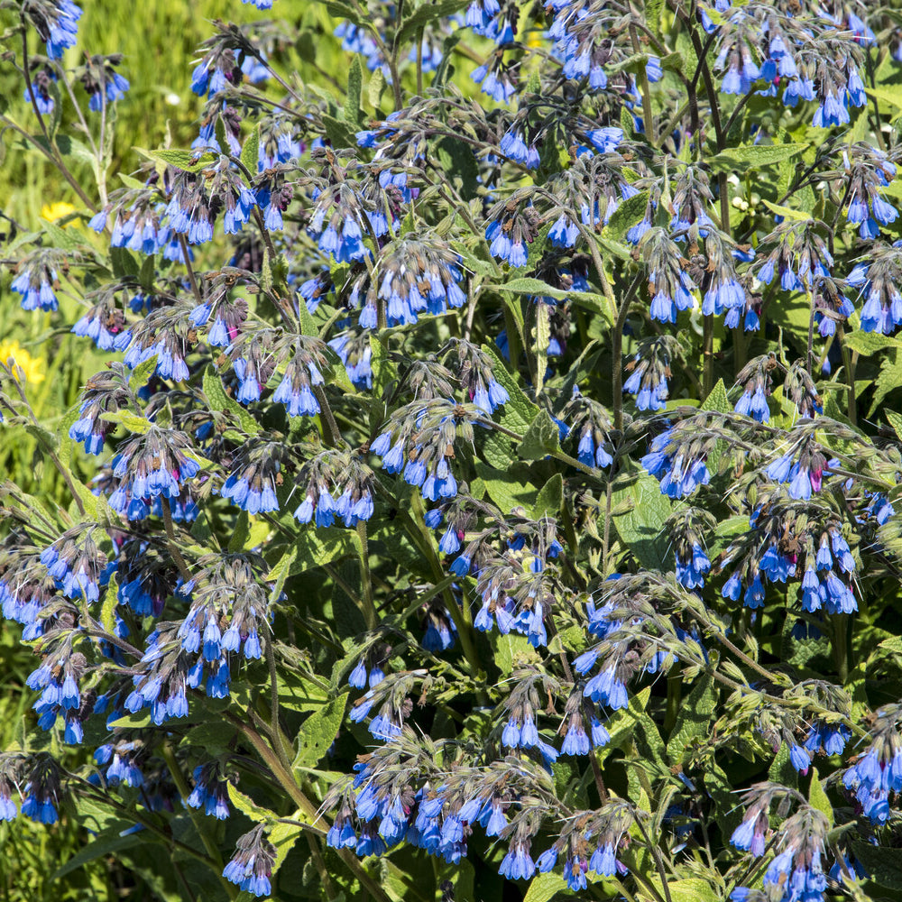 Bakker Consoude bleue vivace bleue pot 9 cm