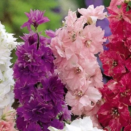 Bakker Hyacinth Flowered pied d'alouette nain sachet 300 graines