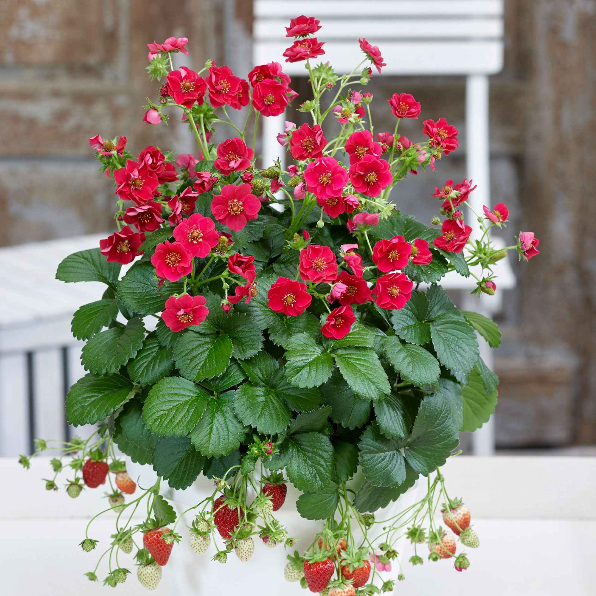 Bakker Fraisiers Summer Breeze remontant fleur rose 3 pots 10,5cm