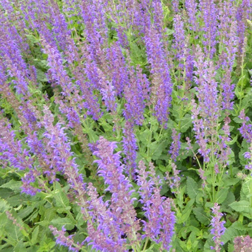 Bakker Plantes vivaces Sauge des bois Mainacht violet pot 9cm