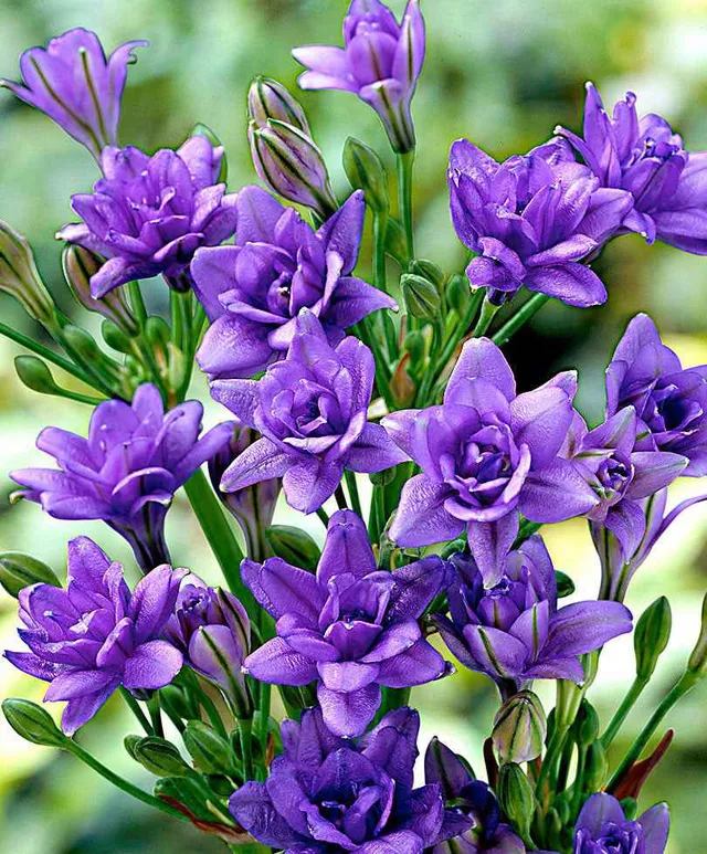 Bakker Bulbes Tritéléias Bleu Royal 15 bulbes bleu