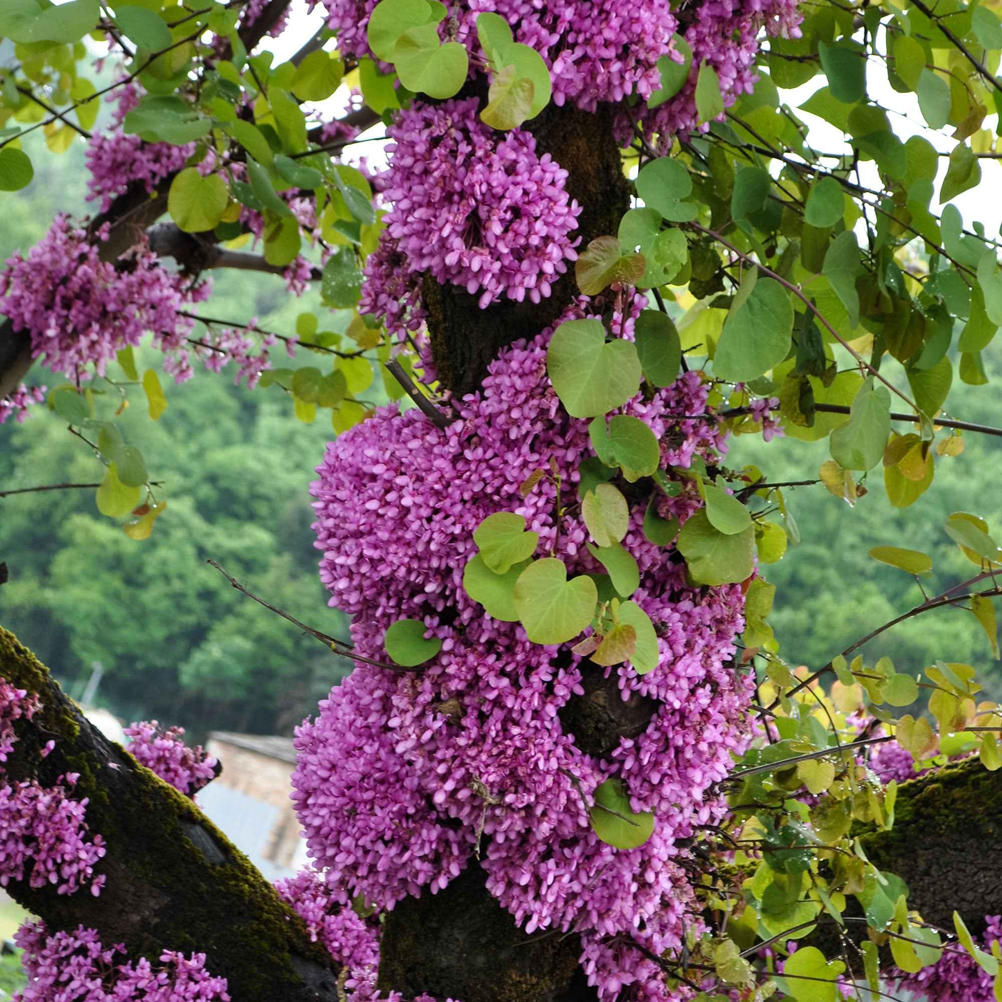 Bakker Arbre de Judée arbuste pot 9cm floraison rose