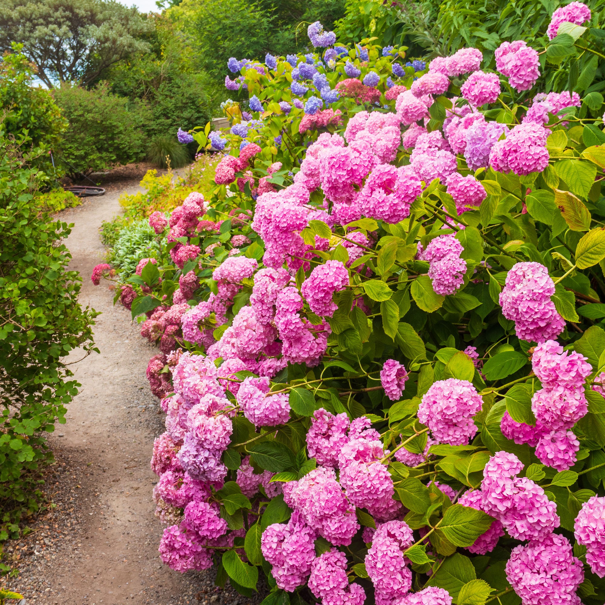Bakker Hortensia rose arbuste pot 1,3L 15-20cm fleur rose