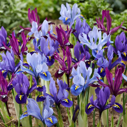 Bakker Bulbes à fleurs Iris miniatures en mélange 25 bulbes