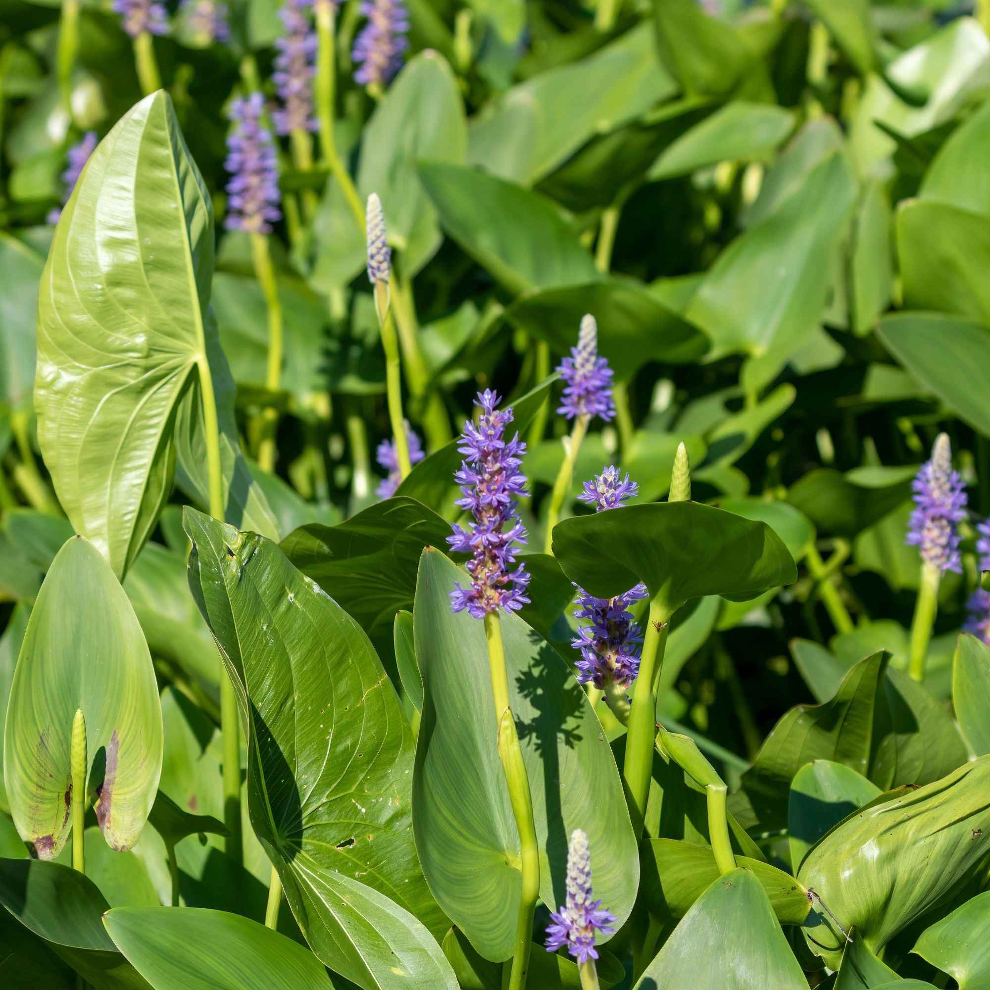 Bakker Plantes de bassin Pontédérie feuilles en coeur plante aquatique pot 9cm bleue