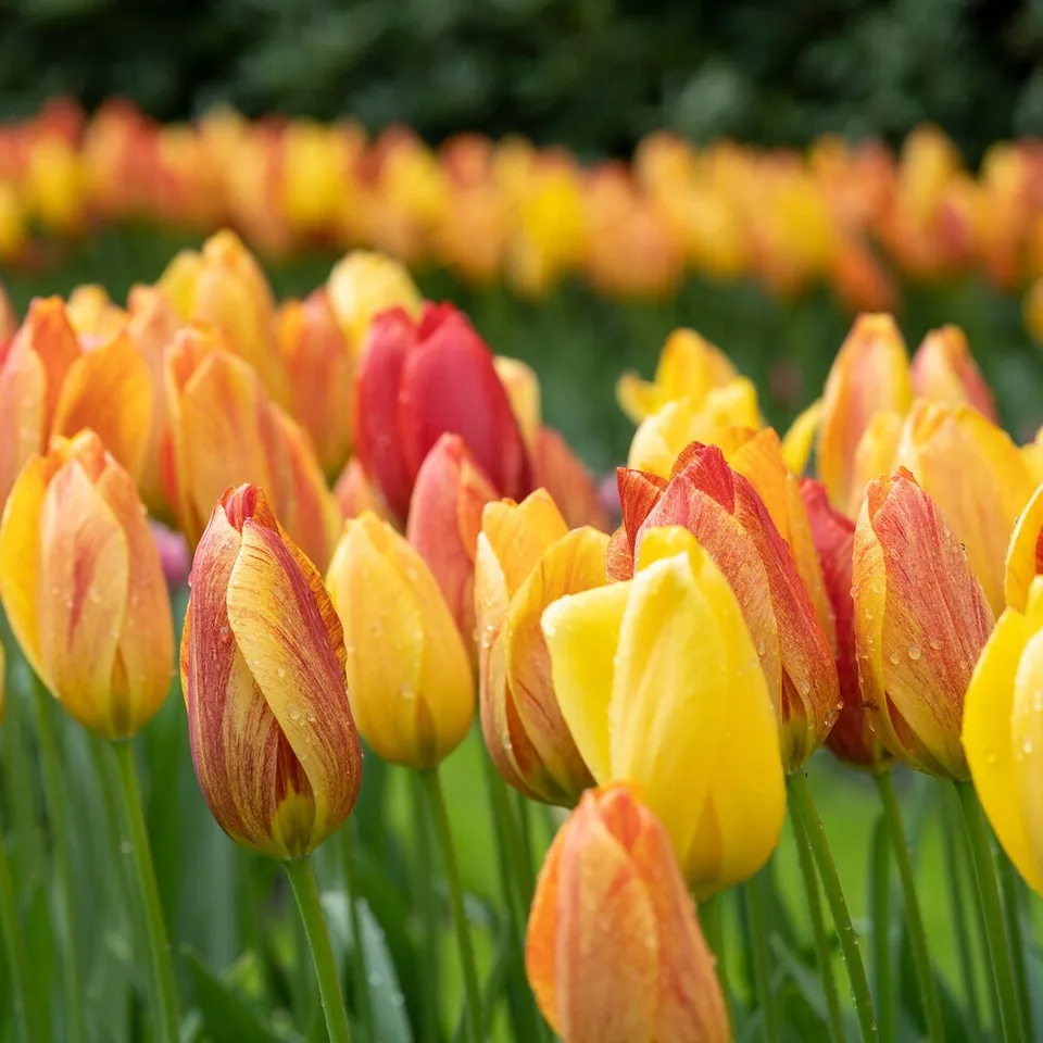 Bakker Tulipes Rhapsody of Smiles bulbes x5 jaune-orange