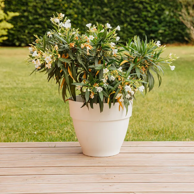 Bakker Laurier-rose fleurs blanches arbuste pot 20-30cm