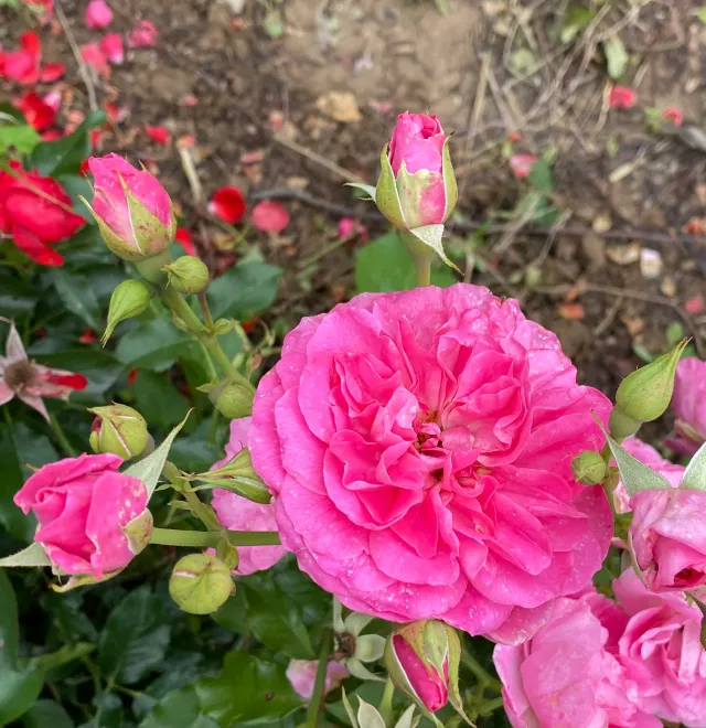 Michel Adam Scothland Wink rosier buisson rose