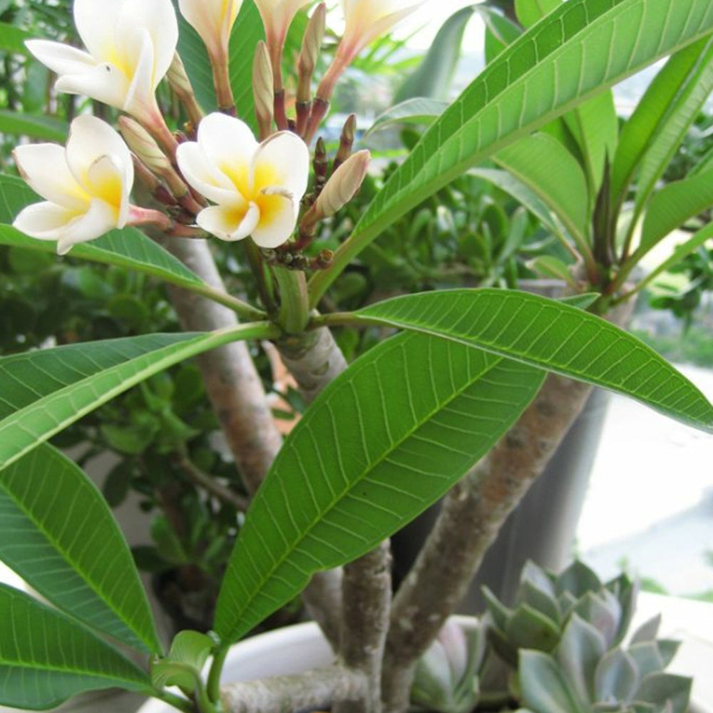 Bakker Frangipanier Plumeria alba pot 14cm fleurs parfumées