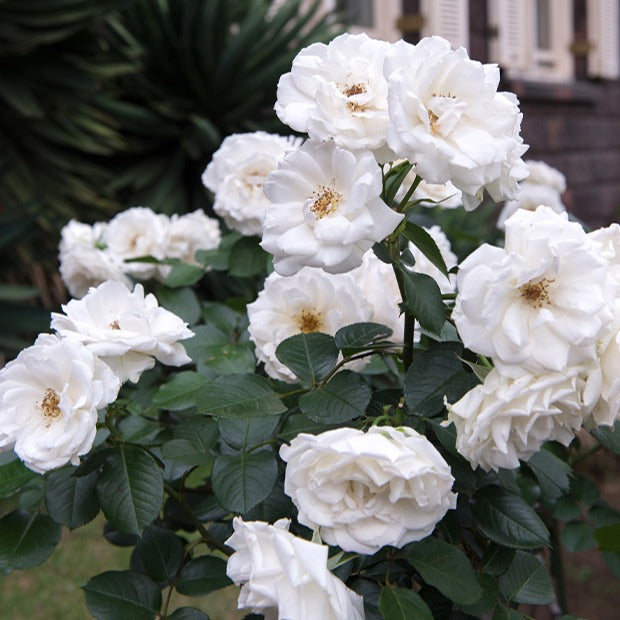 Bakker Rosiers Princesse de Galles Hardinkum rosier racine nue blanc