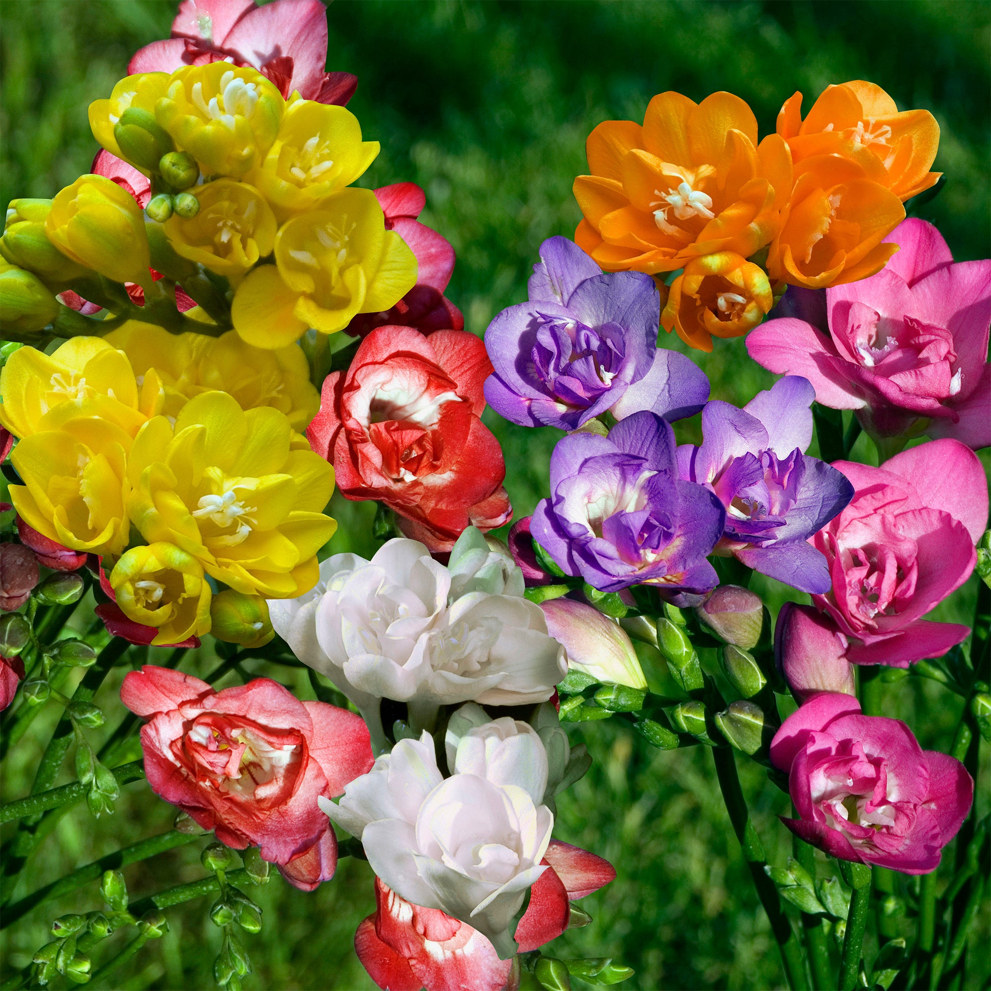 Bakker Freesias doubles mélange sachet 25 bulbes parfumé