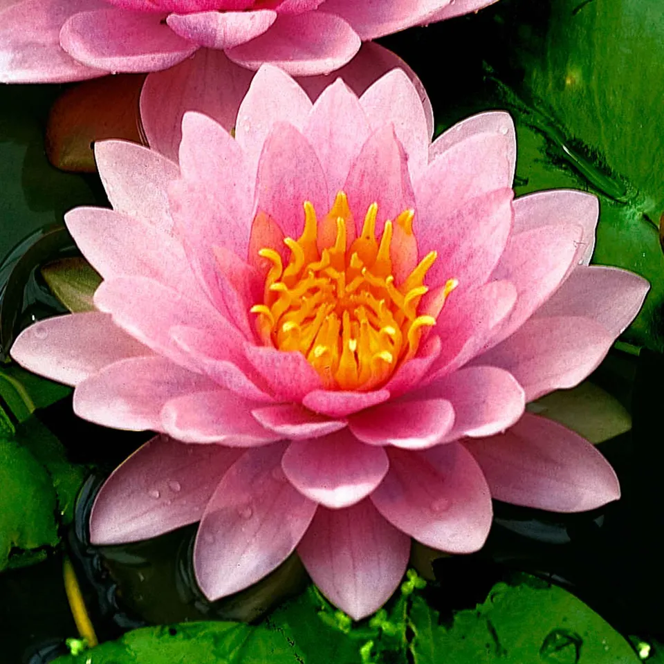 Bakker Hollandia Nénuphar Plante de Bassin Pot 9cm Rose