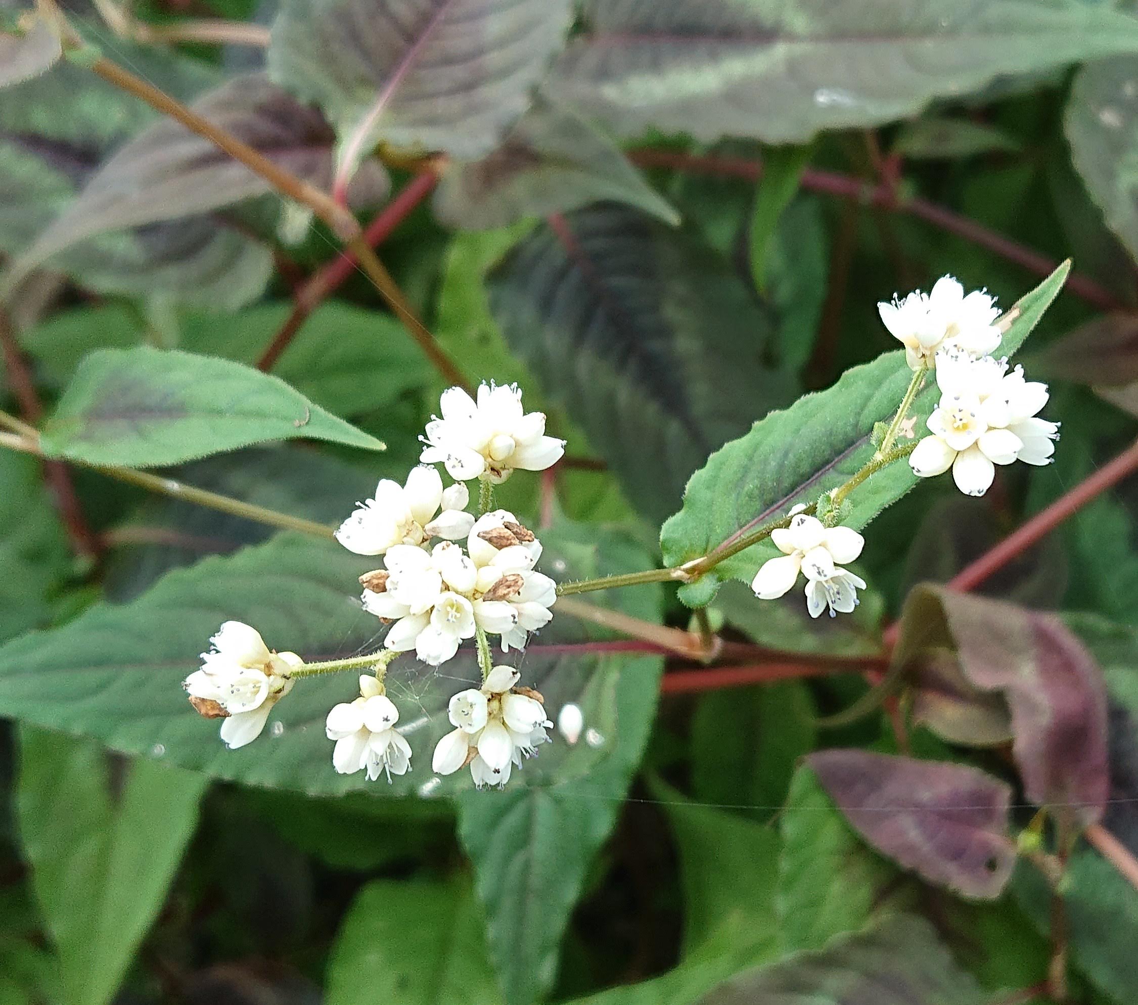 Passion Vivaces Persicaria microcephala Purple Fantasy vivace feuillage