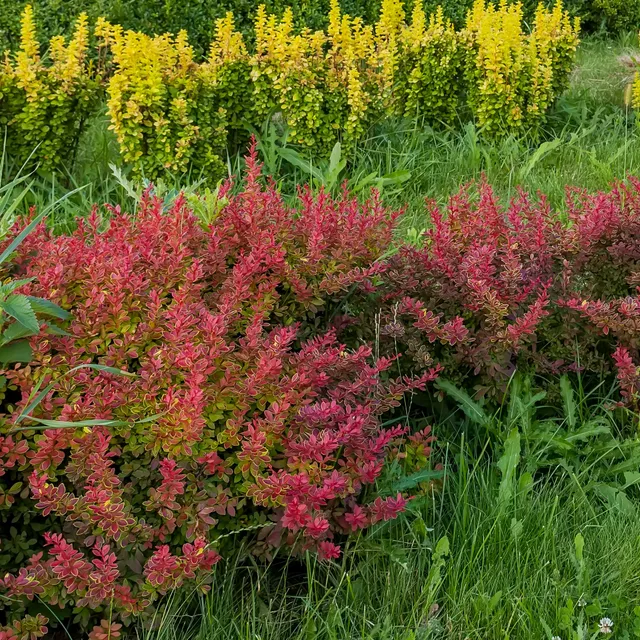 Bakker Haie Berberis rouges 10 racines nues 30-40cm