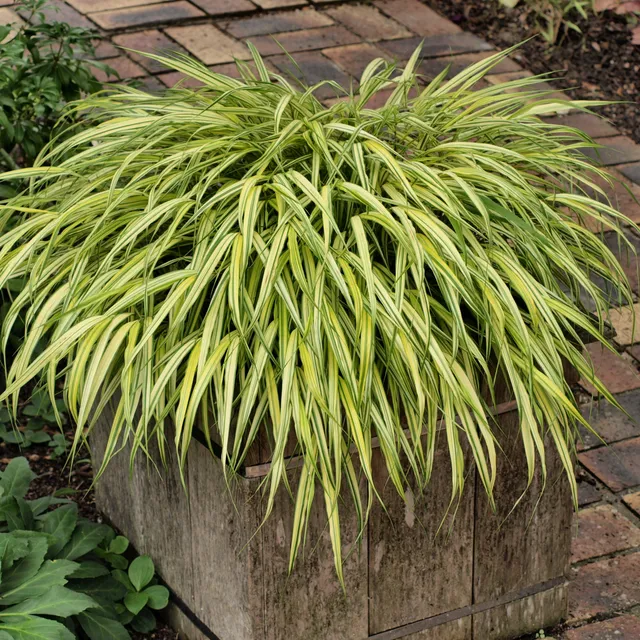Passion Vivaces Hachonechloa macra Aureola graminée pot 1L jaune