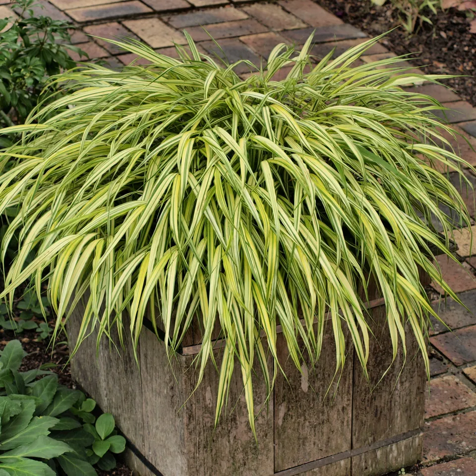 Passion Vivaces Hachonechloa macra Aureola graminée pot 1L jaune