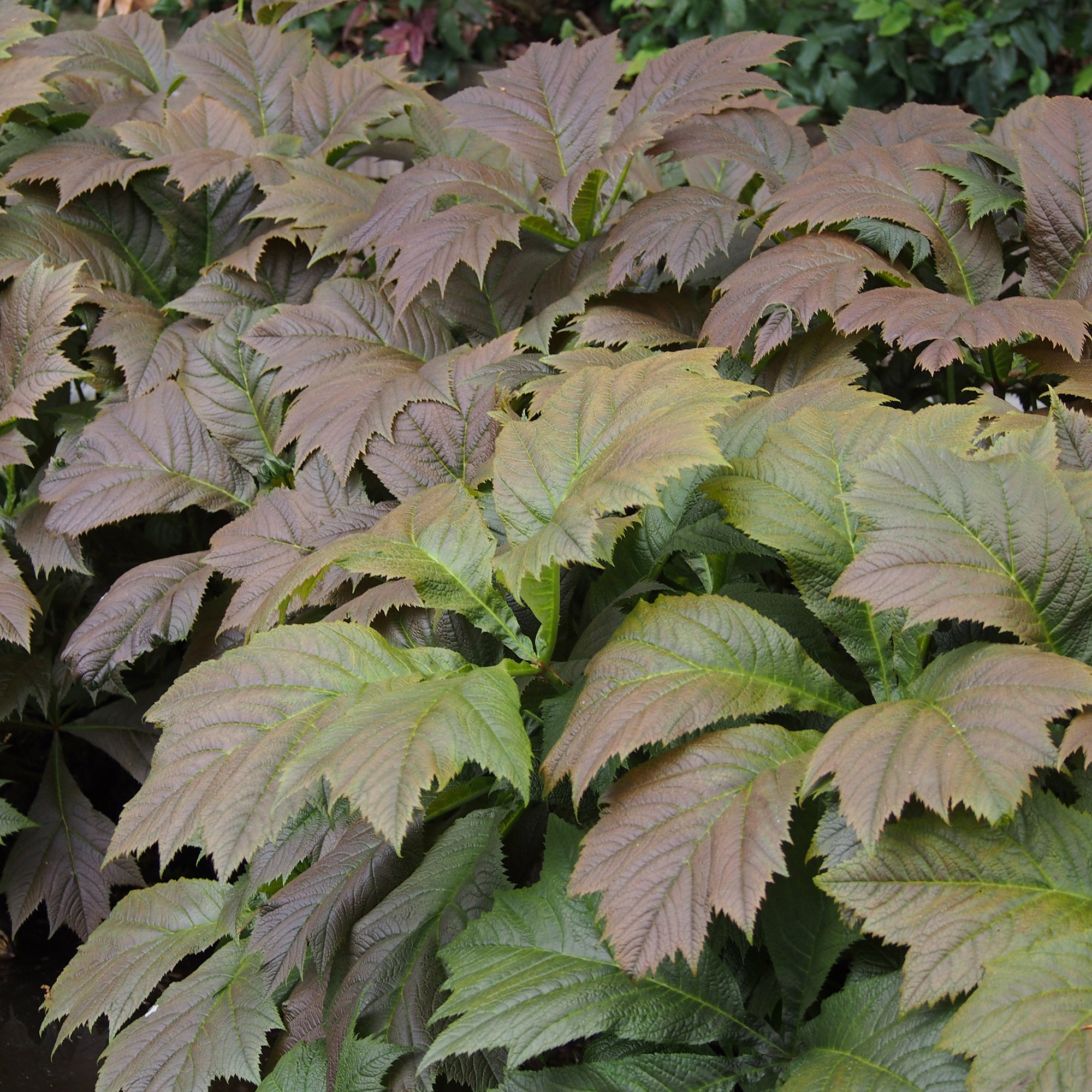 Bakker Rodgersia feuilles larges vivace pot 8cm crème
