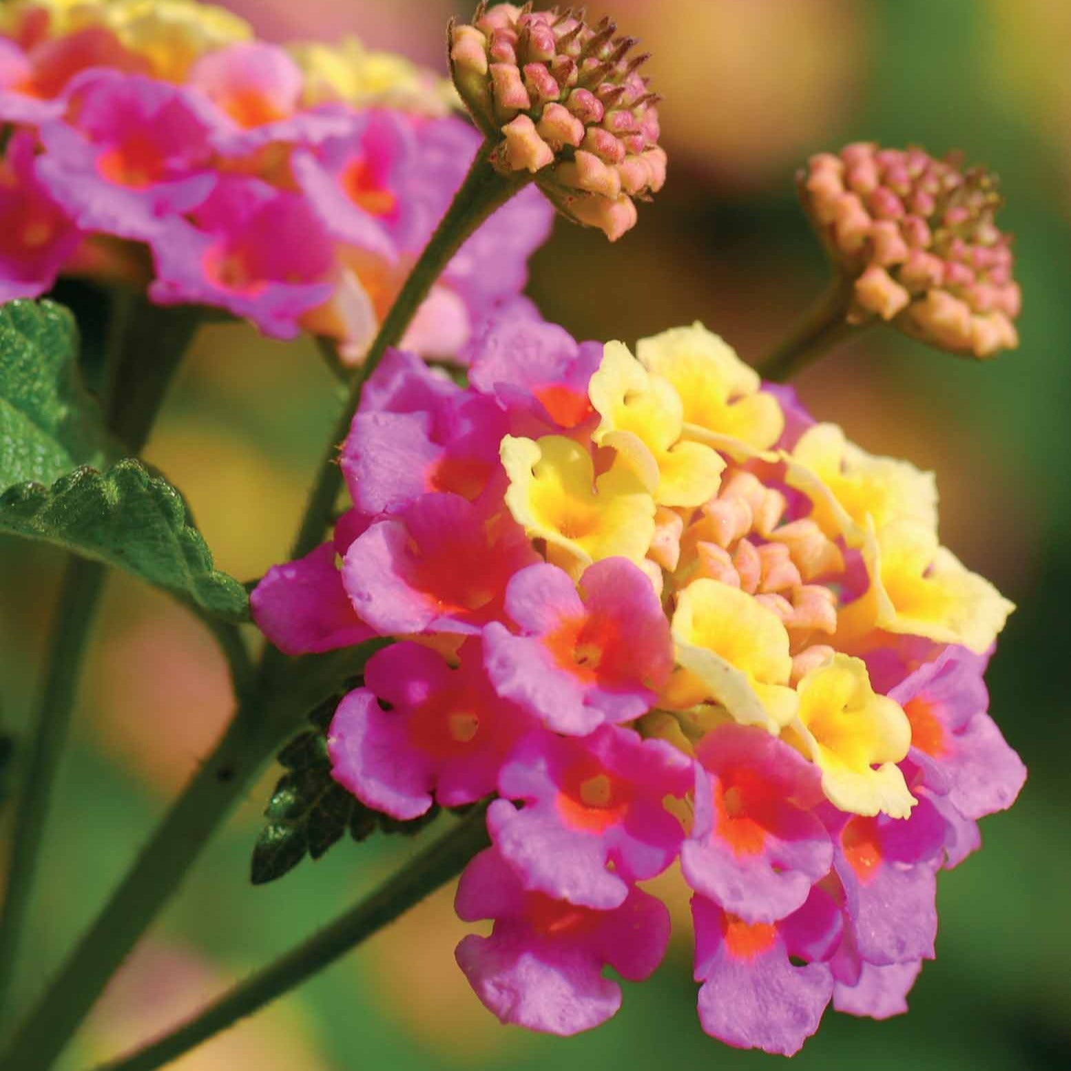 Bakker 3 Lantanas en mélange plante terrasse 3 pots Ø10,5cm soleil