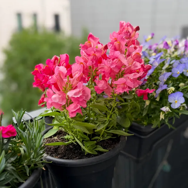 Bakker Muflier rose annuelle pot Ø 10,5 cm