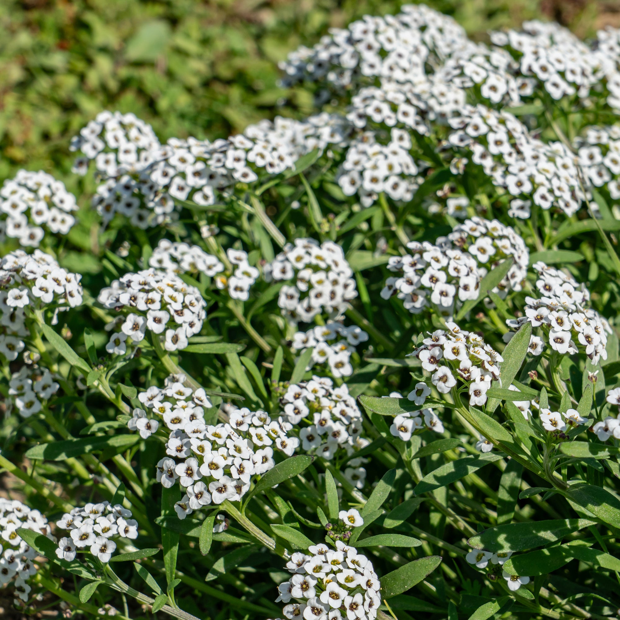 Bakker Alysse odorant plante terrasse pot Ø 10,5 cm fleur blanche