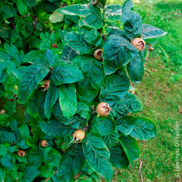 Bakker Fruitiers Néflier arbre fruitier pot 3L 80-100cm rustique