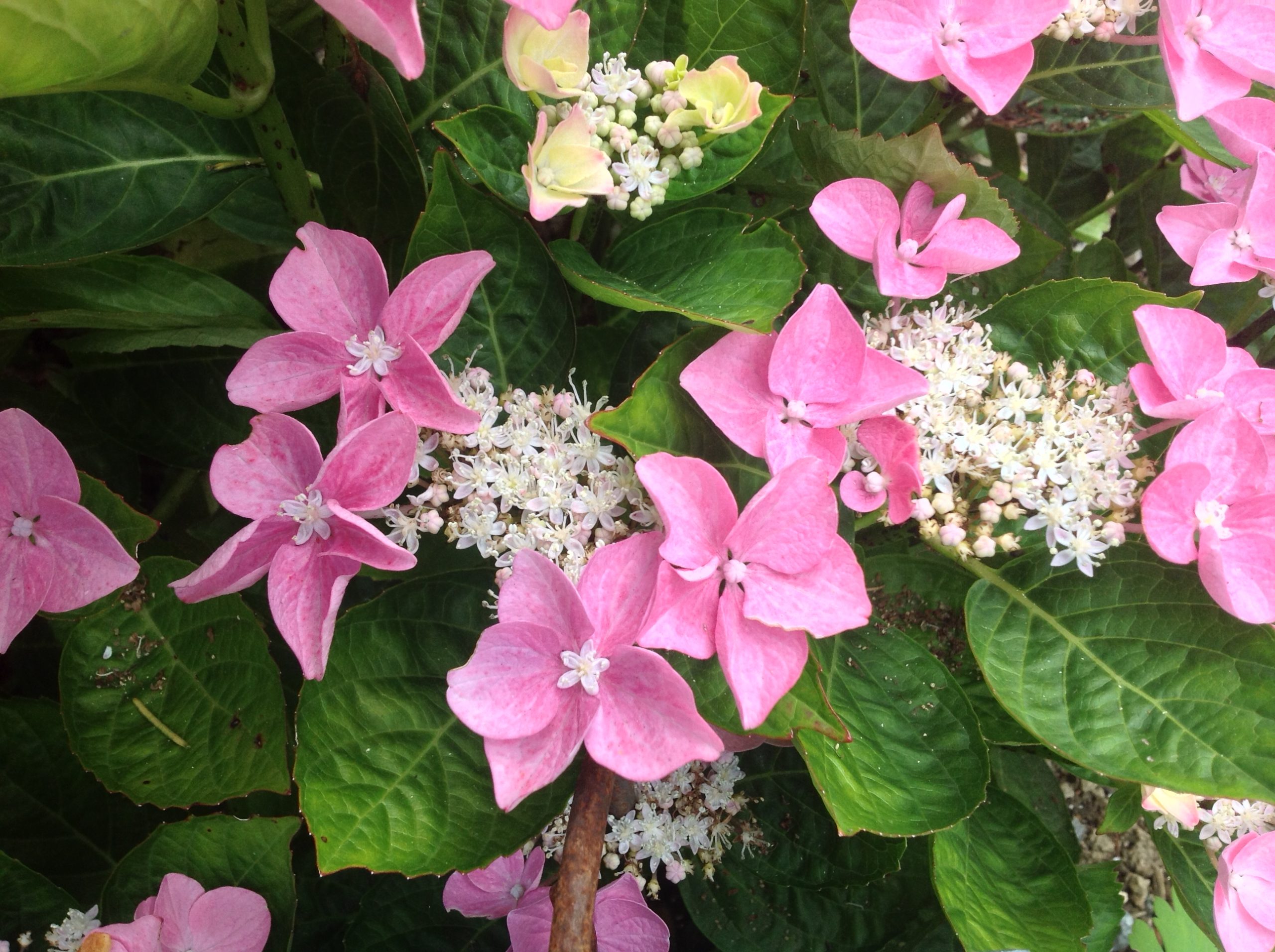 Les Hortensias du Haut Bois Beijing hortensia fleurs plates godet