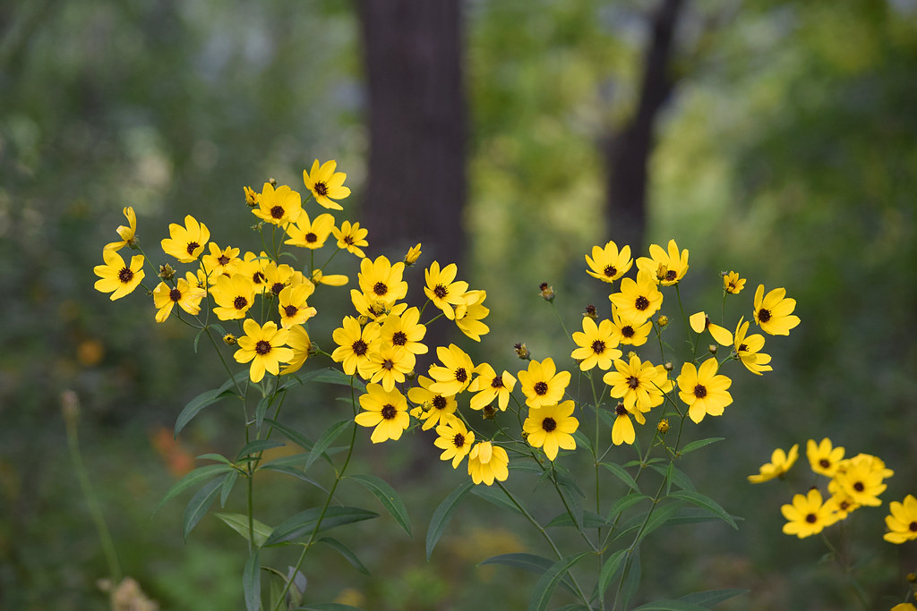 Passion Vivaces Coreopsis tripteris plante jaune citron pot 1L