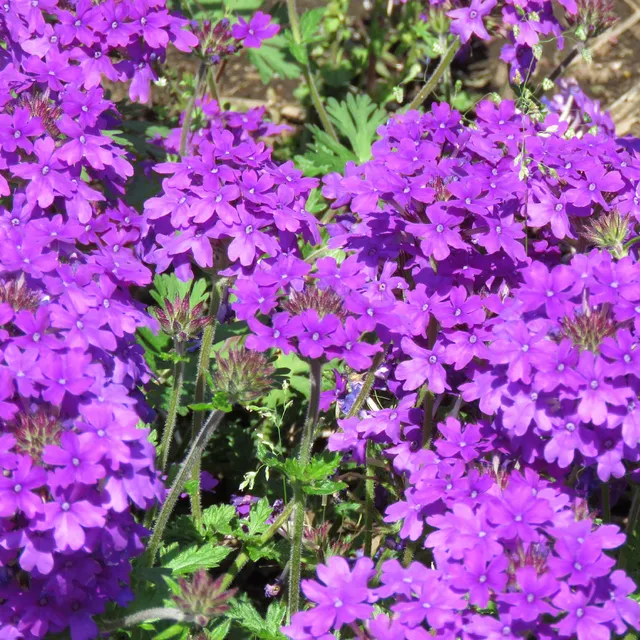 Bakker Verveine retombante violette plante pot Ø10,5cm