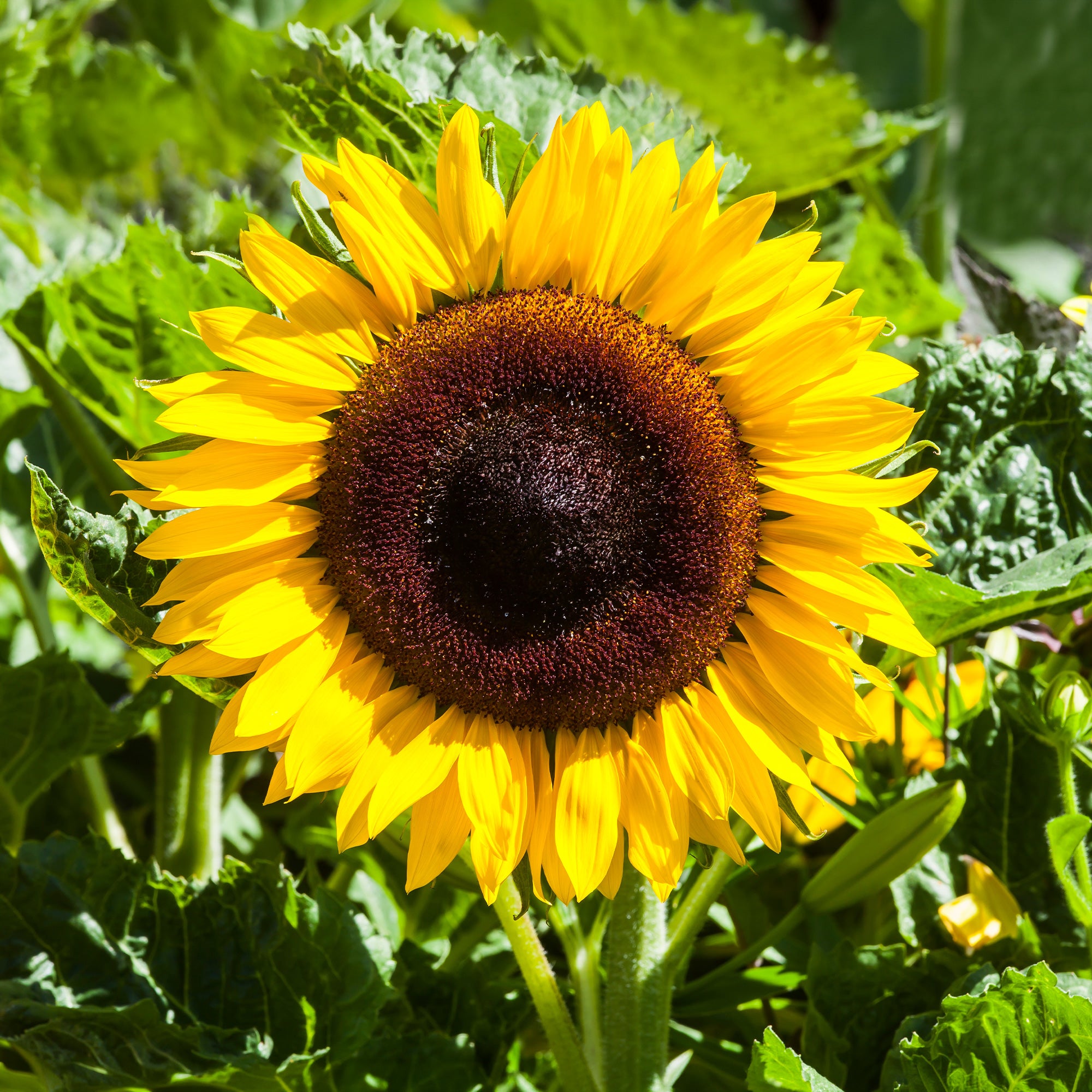 Bakker Tournesol Uniflorus Giganteus BIO sachet 3g jaune