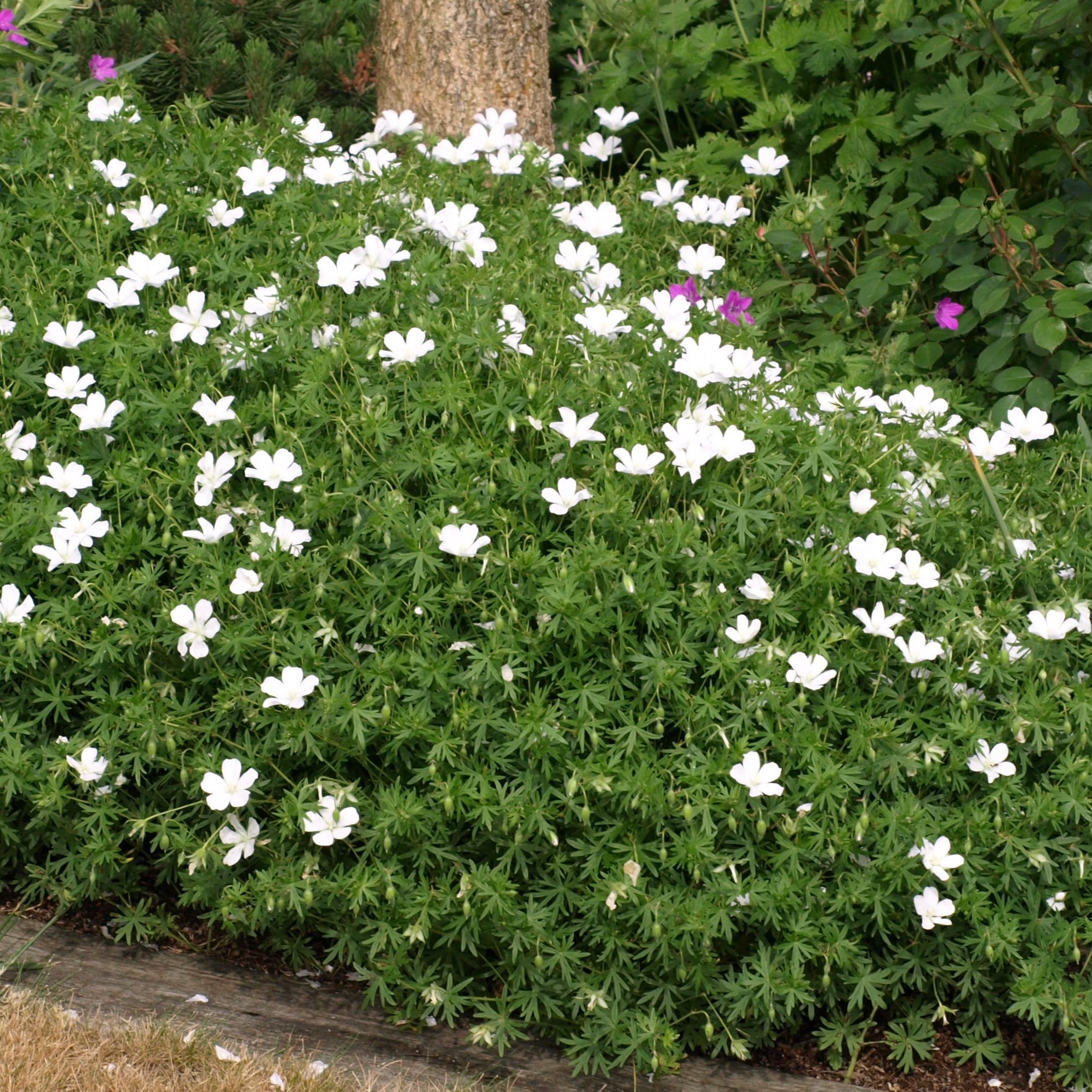 Passion Vivaces Geranium Album vivace godet blanc