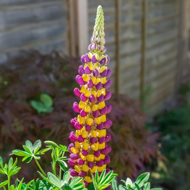 Bakker Lupin Manhattan Lights vivace bicolore pot 8cm