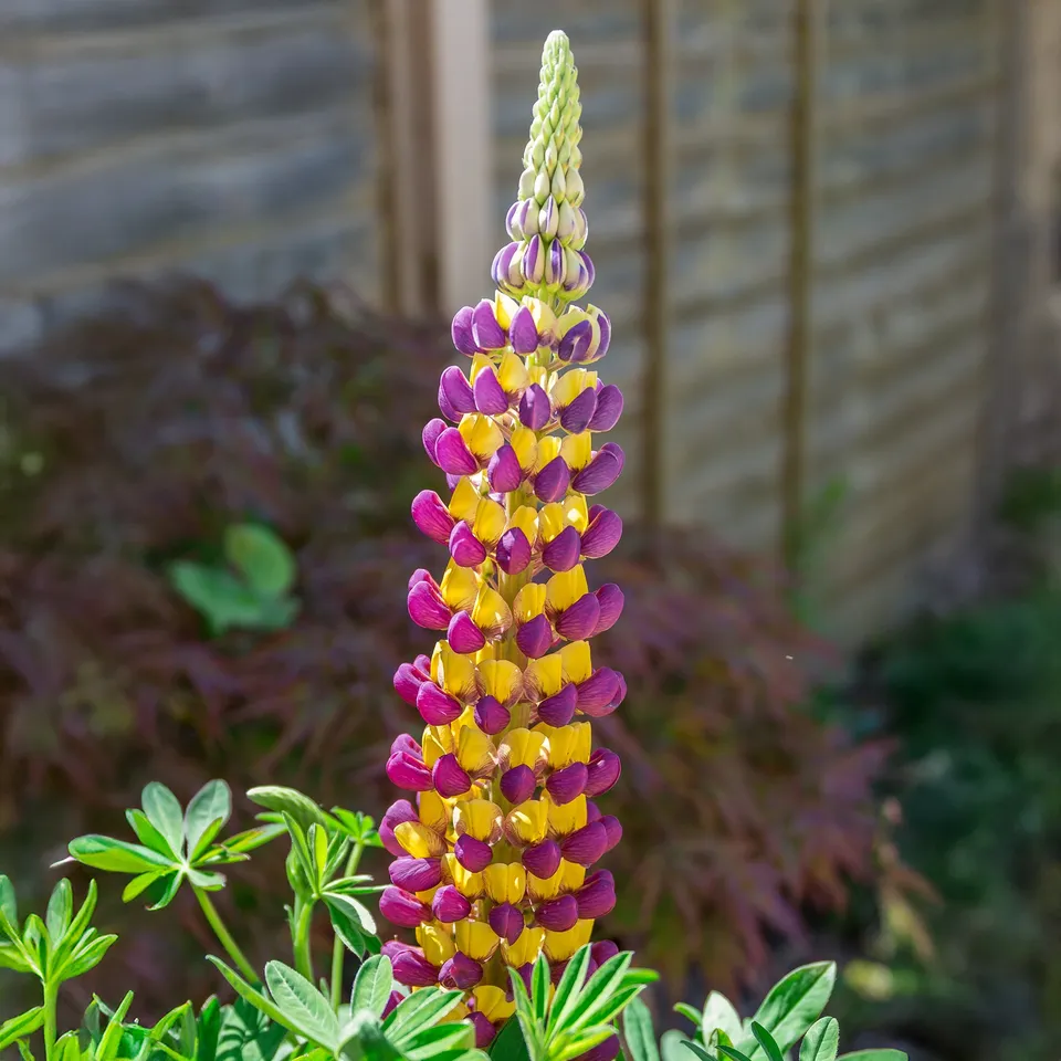 Bakker Lupin Manhattan Lights vivace bicolore pot 8cm
