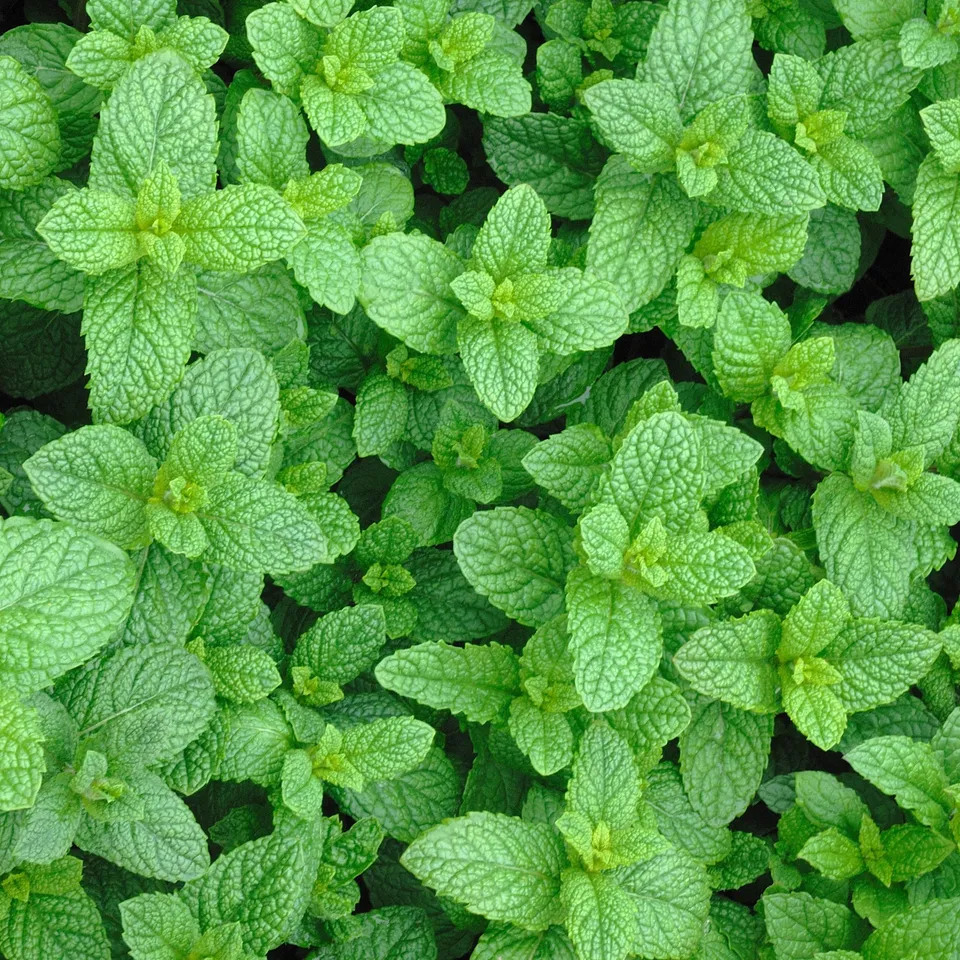 Bakker Menthe Marocaine Plante Aromatique Godet Ø13cm Thé