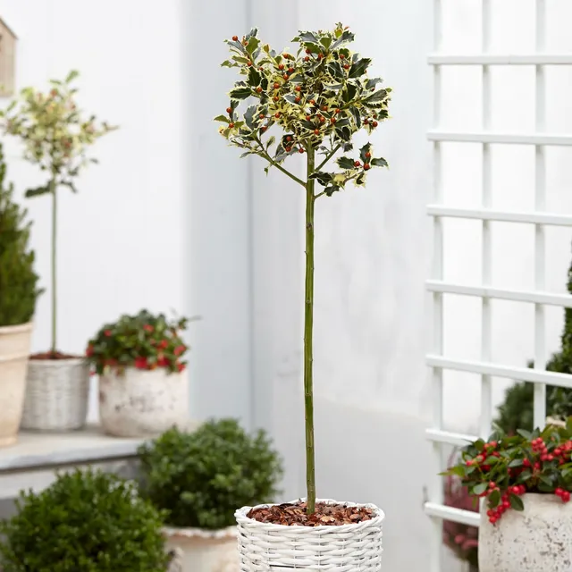 Bakker Arbustes Houx argenté sur tige arbuste tige 50 cm pot 3L