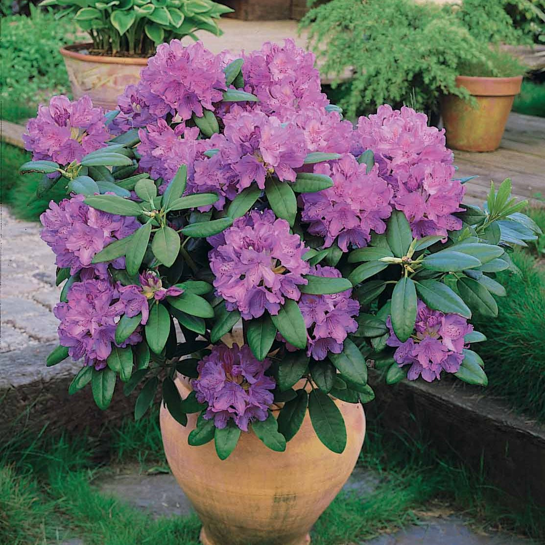 Bakker Rhododendron Catawbiense Grandiflorum pot 3L violet